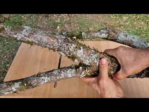 Turn Dry Branches into Garden Art 🌿 3 Creative Ideas to Make at Home