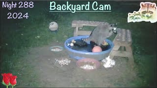 Backyard Cam Night 288 Wild Raccoon Reality Cam just enjoying dinner on a spring night