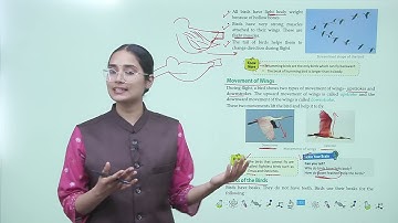 Ch 3  | Science | Class 3 | Bird