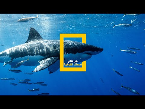 فيديو: هل تمتلك أسماك القرش فتحات أنف؟