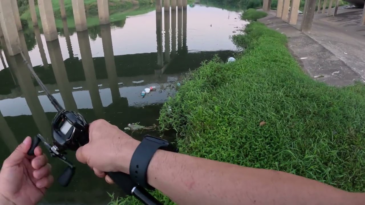 4K Bass Fishing in USA Largemouth Bass  Alligator Shimano Calcutta Conquest Casting Reel Megabass