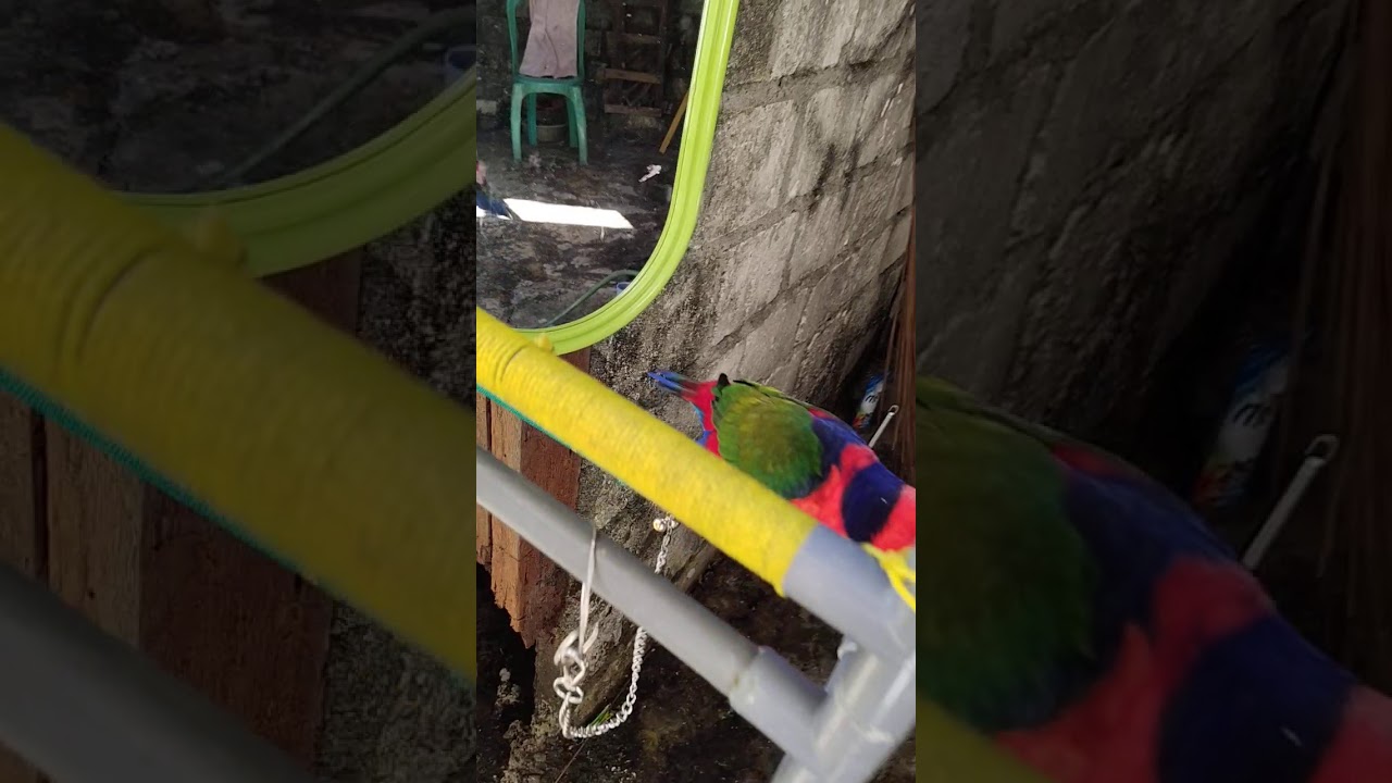 Burung nuri paltem serui papua 