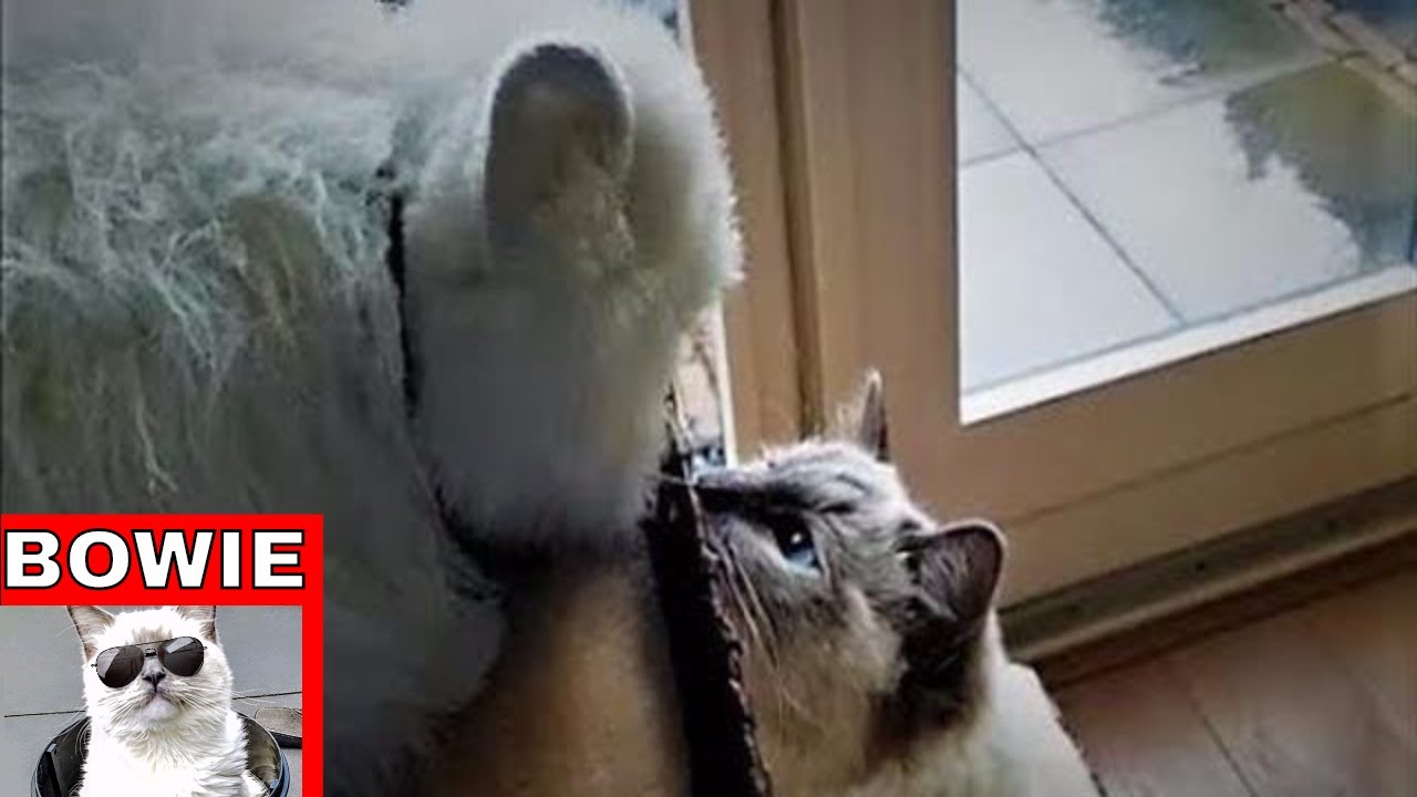 Ragdoll Cat's Reaction to Stuffed Ragdoll Cat - YouTube