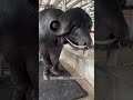 India's Buffalo That Looks Like a Monster! 🐃 😳 #shortsvideo