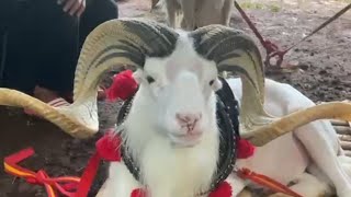 domba mewah pasar tanjungsari pasar andir pasar padalarang