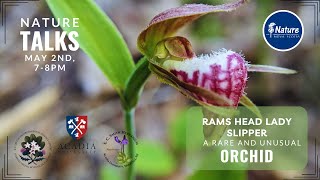 Nature Talks: Rams Head Lady Slipper, A Rare and Unusual Orchid
