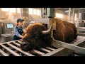 Inside A Bison Processing Plant From Live Bison To Premium Products The Entire Process