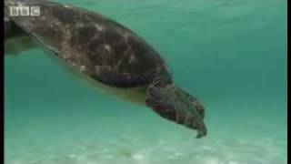Green Turtle Breath-Holding Skill - Dive Galapagos - Bbc Wildlife