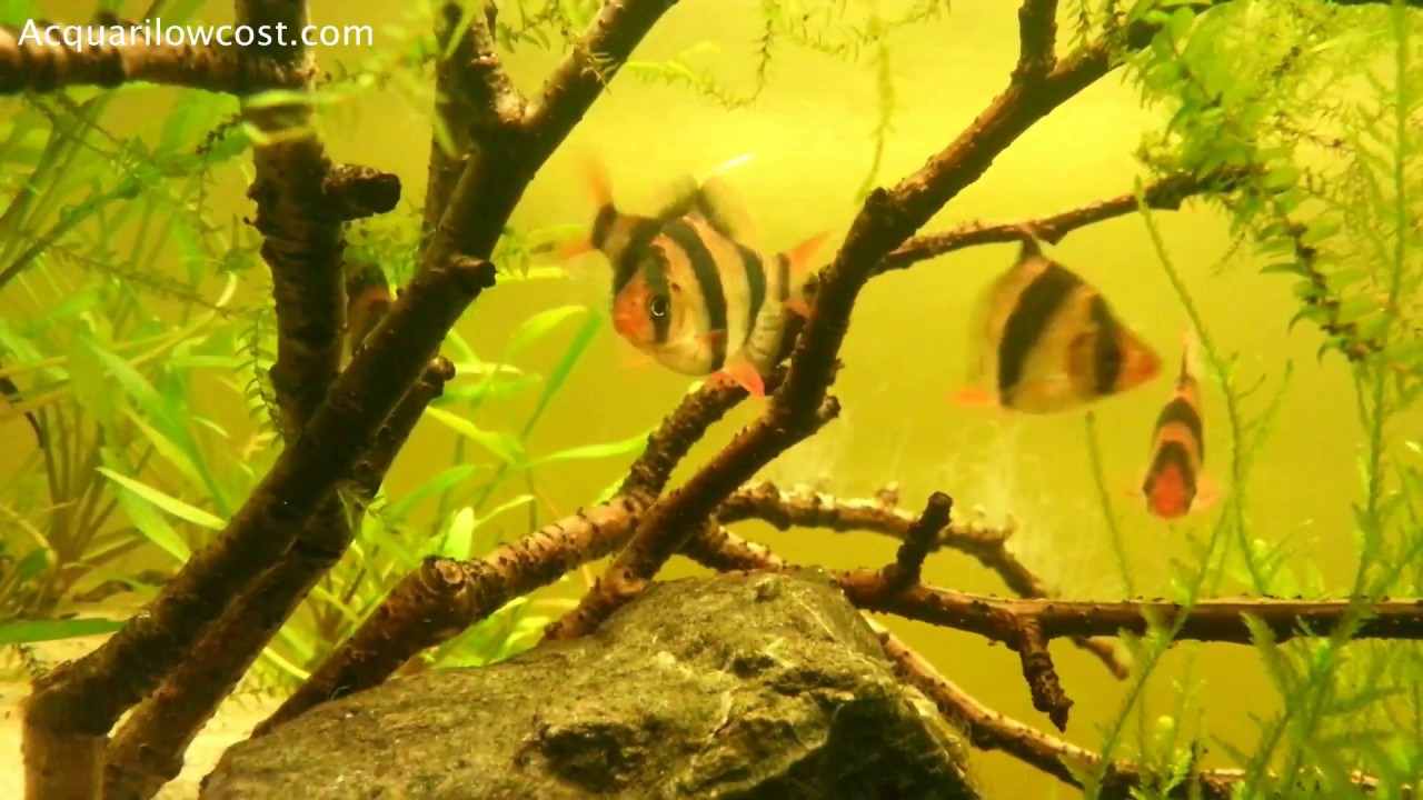 Meglio un pratino di riccia, muschio o pellia? scopriamolo insieme!