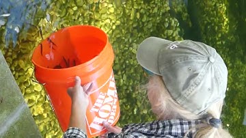 Minnows released into Botany Pond