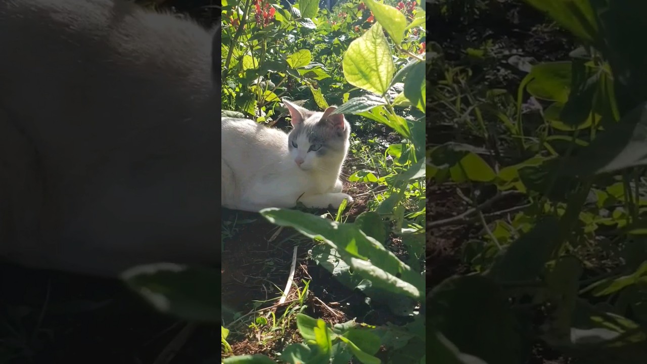 Cat Best friends in the farm  