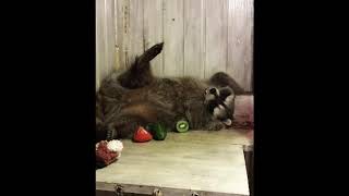 Betty and the Bobs -  Raccoons