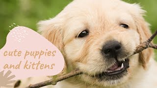 FUNNY CAT & DOG VIDEOS COMPILATION #3