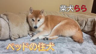 ベッドの住犬
