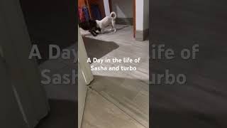 A day in the life of Sasha and turbo( just having fun)#adoglife