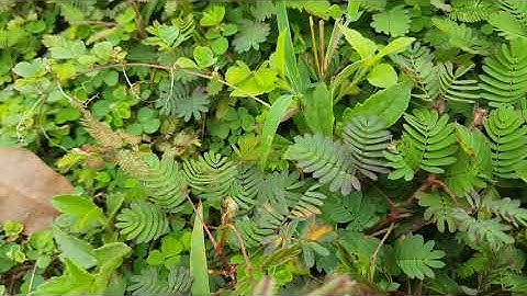 HOA TRINH NỮ KHÉP LÁ - THIÊN BẢO NGỌC