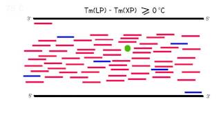 LATE PCR 2