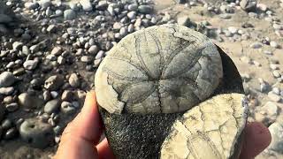 #Fossil #Echinoid #Clypeasteroid #FossilHunter #CaliforniaFossils #Paleontology #AptosSeaGlass