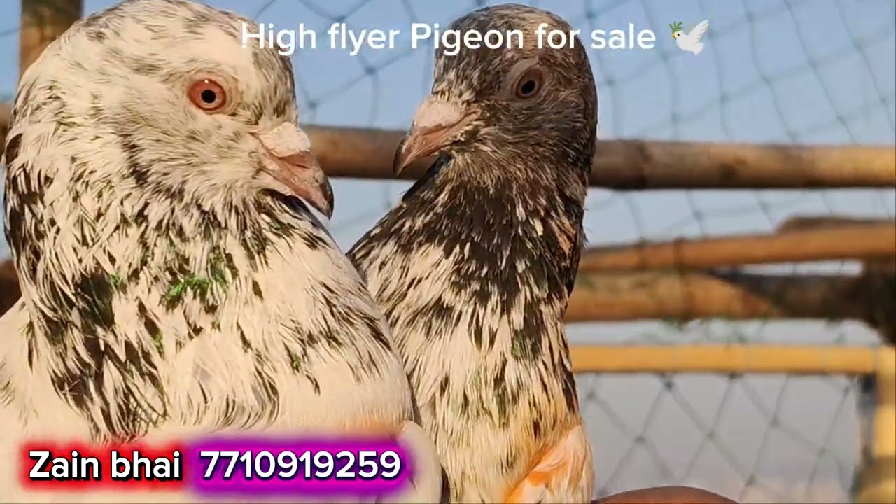 Quality wise border wale Allahabad ki kabutar for sale rs 500 Se lekar 1000 rupaye per Tak ka hai to