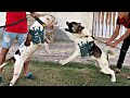 اكيتا ضد بيتبول Akita Vs Pitbull