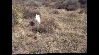 Jake Trains on Chukar HD version by greg shay 117 views 10 years ago 3 minutes, 40 seconds
