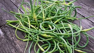 Garlic |  Farmer's Garden | Washington Grown