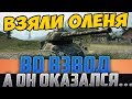 ВЗЯЛИ ВО ВЗВОД КРАСНОГО ОЛЕНЯ НА Т 34 85! ОФИГЕТЬ, СМОТРИ КЕМ ОН ОКАЗАЛСЯ!