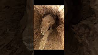 Stuckie The Mummified Dog | Knowledge Blink