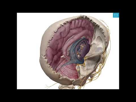 Video: Mammilary-kehon Anatomia, Kaavio Ja Toiminta - Vartalokartat