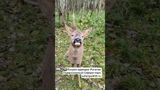 Косуля-единорог Рогатик.  Подмосковный Сафари-парк #shortvideo #tiger