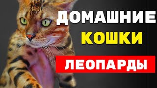 Домашние кошки-леопарды: ТОП-10 пород