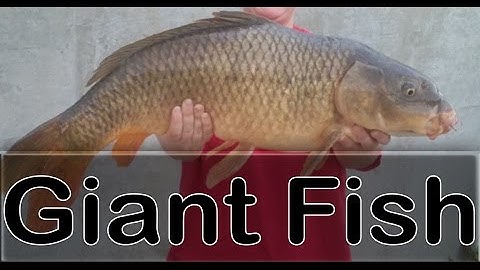 giant fish (bắt cá khủng)