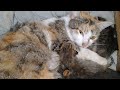 Mother Cat Is ill She is Still Taking Good Care Of Her 4 Cute Kittens