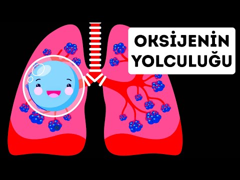 Oksijenin Vücudunuzdaki Yolculuğu