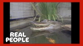 Alligator Lady | Real People | George Schlatter