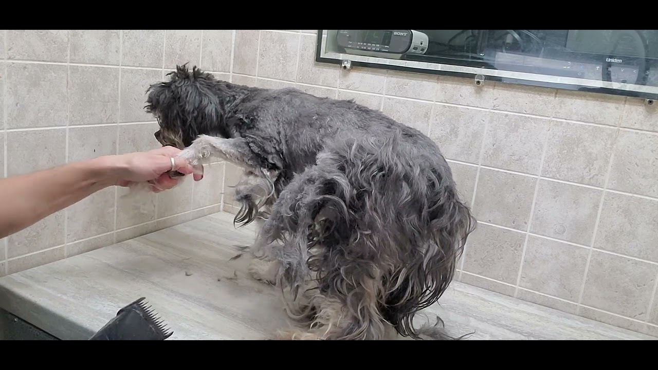 Grooming a heavily matted dog, mixed dog breed full groom, dog grooming
