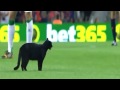 Черный кот в матче Барселона-Эльче