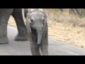 Elephant with small baby, amazing interaction and behaviour..