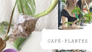 ️ CAFÉ PLANTES : MARCOTTAGE AÉRIEN DU MONSTERA VARIEGATA, REMPOTAGE, TUTEURAGE | VLOG PLANT-ADDICT