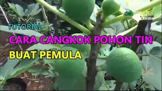 Cara Mencangkok Pohon TIN Untuk Pemula