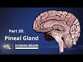 Pineal Gland - The Gateway to Expanded Consciousness - The Human Brain Series - Part 20