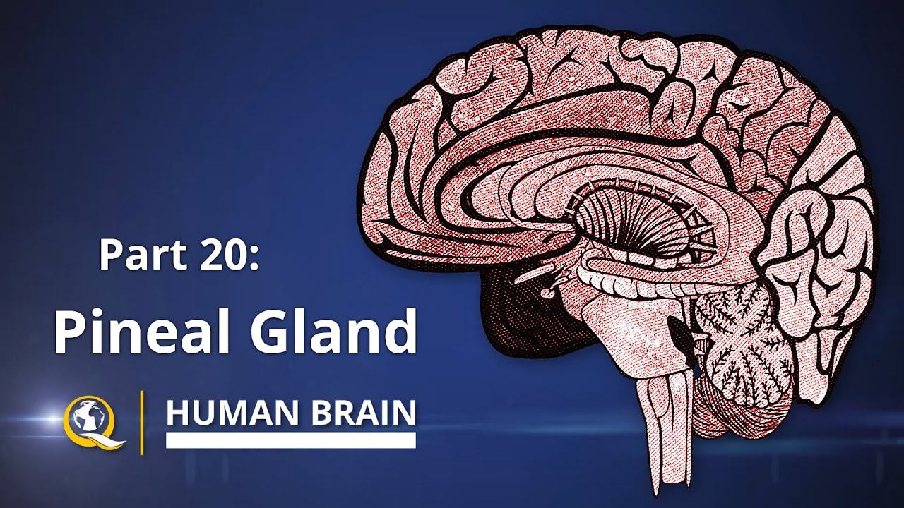 Pineal Gland The Gateway to Expanded Consciousness The