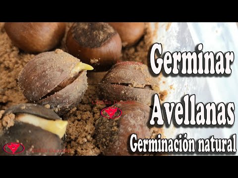 Video: Avellanas Y Avellanas En Tu Jardín