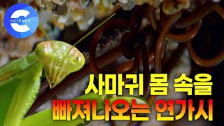 연가시는 사람 몸에 기생할 수 있을까? 사마귀를 조종하는 연가시 | 숙주 몸에서 최대 2m까지 자라는 연가시 | 기생