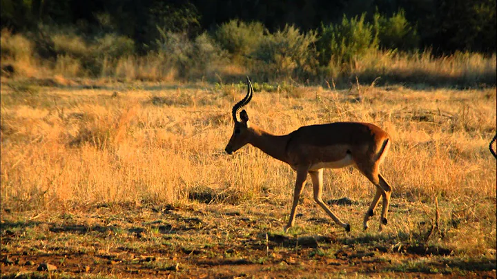 South Africa Game Drive