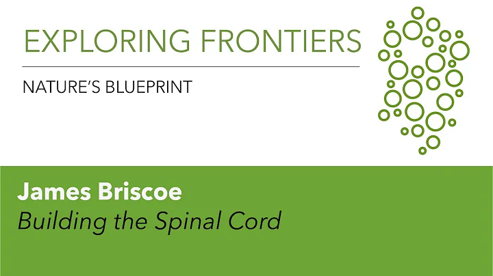 James Briscoe | Building the Spinal Cord