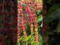 Kopi robusta siap untuk di Panen #farming #agrikultur #robusta #teknikpertanian #nature #automobile