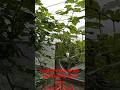 মিষ্টি আঙ্গুর বাই কুনুর #grape #gardening #garden