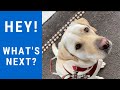 KEEPING MY GUIDE DOG BUSY DURING LOCKDOWN - Dealing With Social Distancing With My Guide Dog