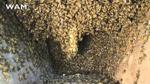 Installing a Five-Pound Bee Package in a Top-Bar Hive Seen from Inside the Hive
